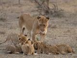 Lion (Panthera Leo) Female and Cubs, Masai Mara, Kenya, East Africa, Africa