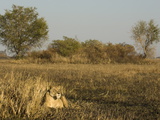 Lioness, Busanga Plains, Kafue National Park, Zambia, Africa