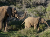 Elephant (Loxodonta Africana) and Young, Kariega Game Reserve, South Africa, Africa