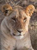 Lion (Panthera Leo), Masai Mara, Kenya, East Africa, Africa