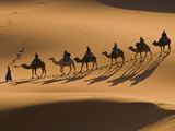 Camels in the Dunes, Merzouga, Morocco, North Africa, Africa