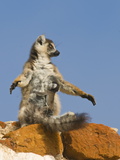 Ring-Tailed Lemur (Lemur Catta) With Baby, Berenty Private Reserve, Madagascar, Africa