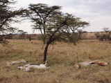 Lion (Panthera Leo), Masai Mara, Kenya, East Africa, Africa