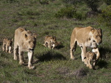 Lion (Panthera Leo), Kariega Game Reserve, South Africa, Africa