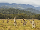 Eastern Grey Kangaroos, Geehi, Kosciuszko National Park, New South Wales, Australia, Pacific