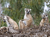 Ring-Tailed Lemurs (Lemur Catta), Bathing in the Sun, Berenty Private Reserve, Madagascar, Africa