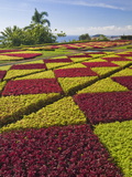 Formal Gardens in the Botanical Gardens (Jardim Botanico), Above Funchal, Madeira, Portugal, Europe