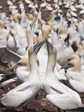 Northern Gannet Colony, Ile Bonaventure Offshore of Perce, Quebec, Canada, North America