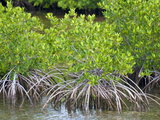 Mangrove Forest in Buena Vista UNESCO Biosphere Reserve, Buena Vista Bay, Cayo Santa Maria, Cuba