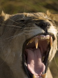 Lioness, Busanga Plains, Kafue National Park, Zambia, Africa
