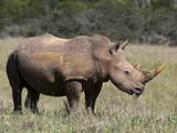 White Rhinoceros (Caratotherium Simum), Kariega Game Reserve, South Africa, Africa