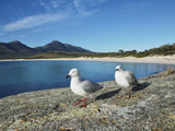 Seagulls, Wineglass Bay, Freycinet National Park, Freycinet Peninsula, Tasmania, Australia, Pacific