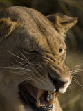 Lioness, Busanga Plains, Kafue National Park, Zambia, Africa