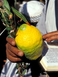 Buy Prayer With the Four Species at the Priestly Blessing Ceremony By the Western Wall, Jerusalem at AllPosters.com