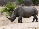 White Rhinoceros (Ceratotherium Simum), Kapama Game Reserve, South Africa, Africa