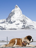 St. Bernard Dog and Matterhorn From Atop Gornergrat, Switzerland, Europe