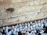 Buy The Priestly Blessing Ceremony By the Western Wall at Succot, Old City, Jerusalem, Israel at AllPosters.com