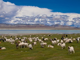 Buy Goats Grazing Along a Little Lake, Along the Road Between Ali and Gerze, Tibet, China, Asia at AllPosters.com
