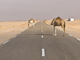 Buy Camels Standing on the Road Between Nouadhibou and Nouakchott, Mauritania, Africa at AllPosters.com