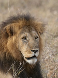 Lion (Panthera Leo), Masai Mara, Kenya, East Africa, Africa