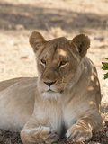 Lion (Panthera Leo), Masai Mara, Kenya, East Africa, Africa