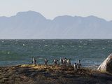 Jackass Penguins (Speniscus Demersus), Boulders Beach, Cape Town, South Africa, Africa