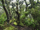 Gnome Forest, Mount Taranaki National Park, Taranaki, North Island, New Zealand