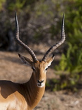 Buy Impala (Aepyceros Melampus), Tsavo East National Park, Kenya, East Africa, Africa at AllPosters.com