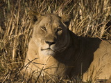 Lioness, Busanga Plains, Kafue National Park, Zambia, Africa
