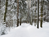 Buy Winter Landscape, Near Koenigsfeld, Black Forest, Baden-Wutttemberg, Germany, Europe at AllPosters.com