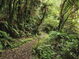 Native Forest, Lake Mahinapua, West Coast, South Island, New Zealand, Pacific