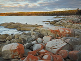 Red Lichen on Rocks, Bay of Fires, Bay of Fires Conservation Area, Tasmania, Australia, Pacific
