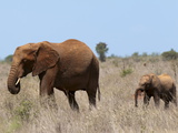 Elephants (Loxodonta Africana), Lualenyi Game Reserve, Kenya, East Africa, Africa
