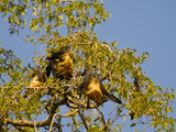 Berenty Private Reserve, Madagascar, Africa Photographic Print