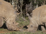 White Rhinoceros (Caratotherium Simum), Kariega Game Reserve, South Africa, Africa