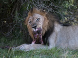 Lion (Panthera Leo) Eating a Wildebeest, Kariega Game Reserve, South Africa, Africa