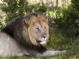 Lion (Panthera Leo), Kariega Game Reserve, South Africa, Africa