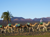 Excursion By Camel to Visit Volcano, National Park of Timanfaya, Lanzarote, Canary Islands, Spain