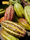 Chocolate Fruits From a Theobroma Cacao Tree, Madagascar, Africa