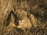 Lioness, Busanga Plains, Kafue National Park, Zambia, Africa