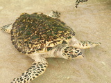 Old Hegg Turtle Sanctuary, Bequia, St. Vincent and the Grenadines, Windward Islands