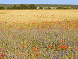 Corn Fields With Poppies and Cornflowers, Normandy, France, Europe