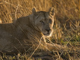 Lioness, Busanga Plains, Kafue National Park, Zambia, Africa