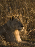 Lioness, Busanga Plains, Kafue National Park, Zambia, Africa