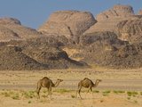 Camels in the Sahara Desert, Tassili N'Ajjer, Algeria, North Africa, Africa