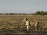 Lioness, Busanga Plains, Kafue National Park, Zambia, Africa
