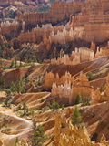 Backlit Sandstone Hoodoos in Bryce Amphitheater, Bryce Canyon National Park, Utah, USA
