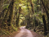 Native Forest, Lake Mahinapua, West Coast, South Island, New Zealand, Pacific