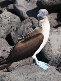 Blue Footed Booby, Isla Lobos Off Isla San Cristobal, Galapagos Islands, UNESCO World Heritage Site