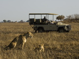 Tourist Taking Pictures of Lioness and Cub, Busanga Plains, Kafue National Park, Zambia, Africa